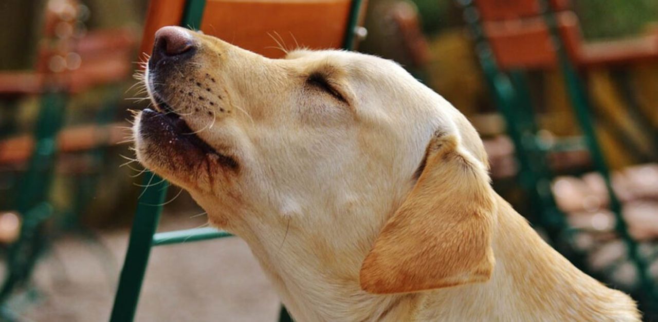 Un eroico Labrador salva sua sorella caduta in piscina