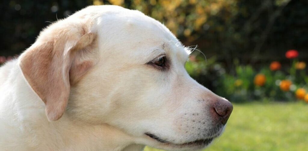 Un eroico Labrador salva sua sorella caduta in piscina