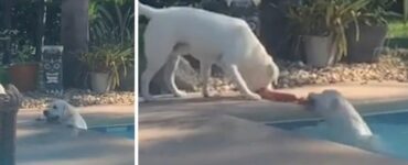 Un eroico Labrador salva sua sorella caduta in piscina