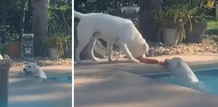 Un eroico Labrador salva sua sorella caduta in piscina