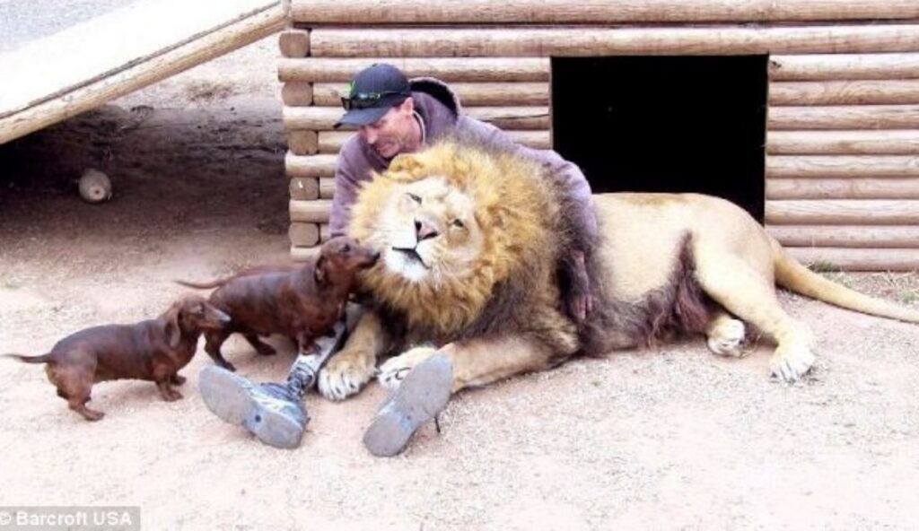 leone con il suo keeper