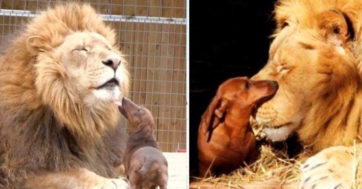 leone con bassotto in due foto