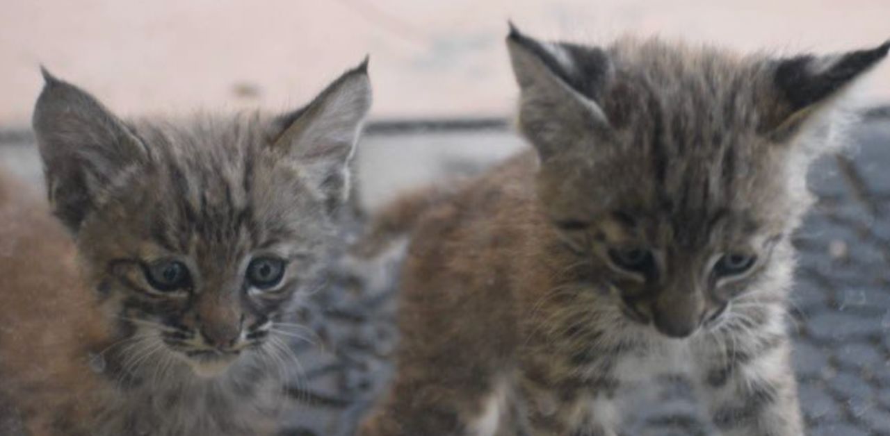 Trova una lince e i suoi cuccioli "pericolosi" nella sua vasca idromassaggio in giardino