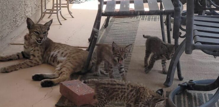 Trova una lince e i suoi cuccioli "pericolosi" nella sua vasca idromassaggio in giardino