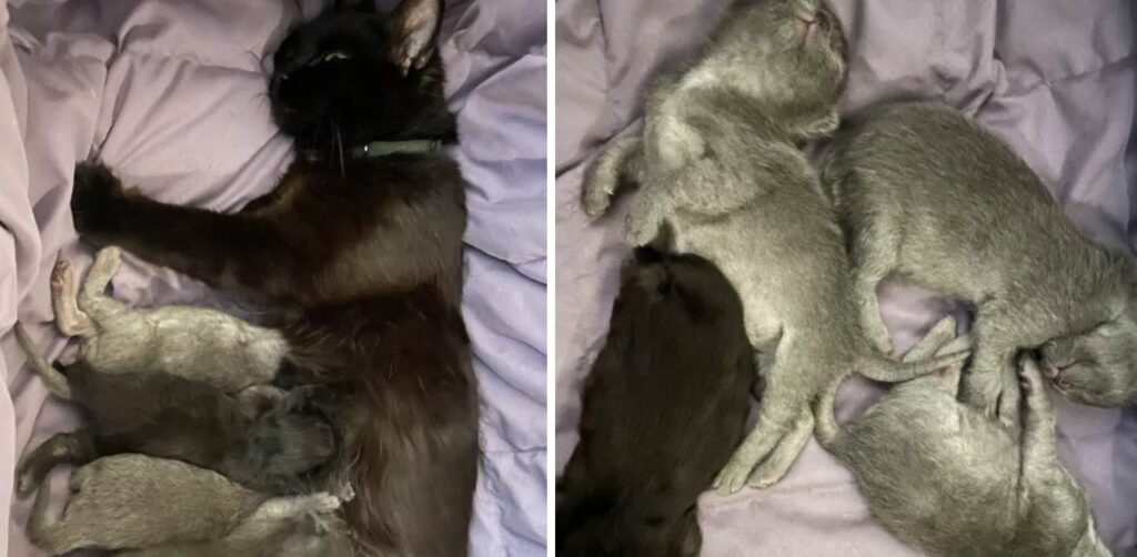Mamma gatta randagia spaventata porta i suoi cuccioli dal suo amico umano per farli accudire
