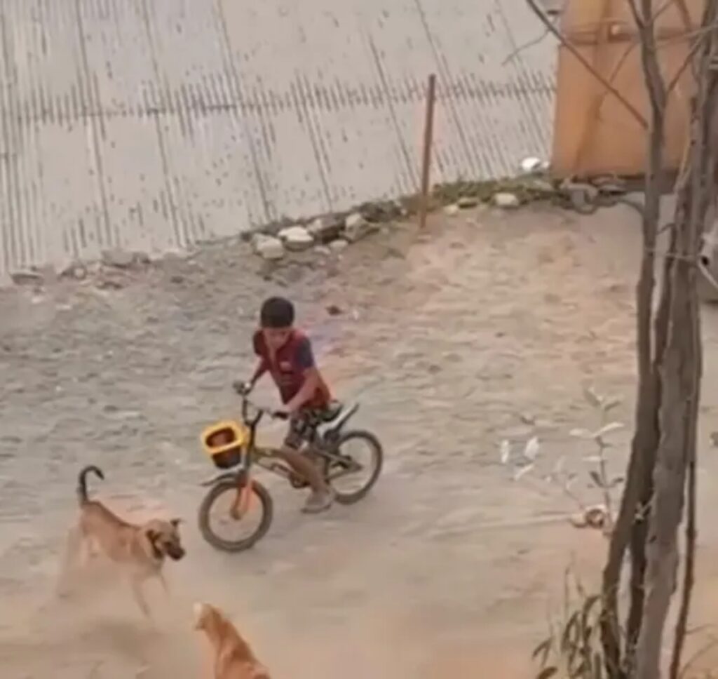 meticcio fronteggia un cane che vuole mordere il ragazzo