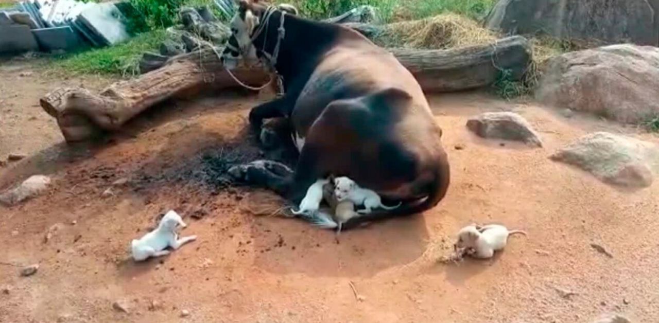 Una mucca allatta sette cuccioli di cane orfani e li protegge come fossero i suoi vitelli