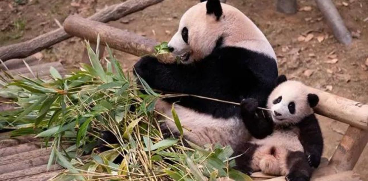 Cucciolo di panda si aggrappa alla gamba dell'operatore per non essere lasciato solo