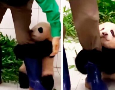 Cucciolo di panda si aggrappa alla gamba dell'operatore per non essere lasciato solo
