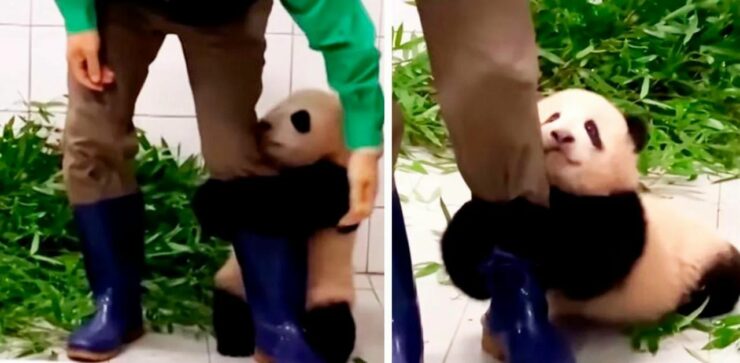 Cucciolo di panda si aggrappa alla gamba dell'operatore per non essere lasciato solo