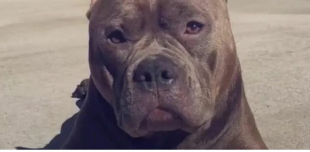 Dopo una grandissima delusione, il cucciolo di Pitbull Pork Roll ha trovato la felicità che tanto cercava (VIDEO)