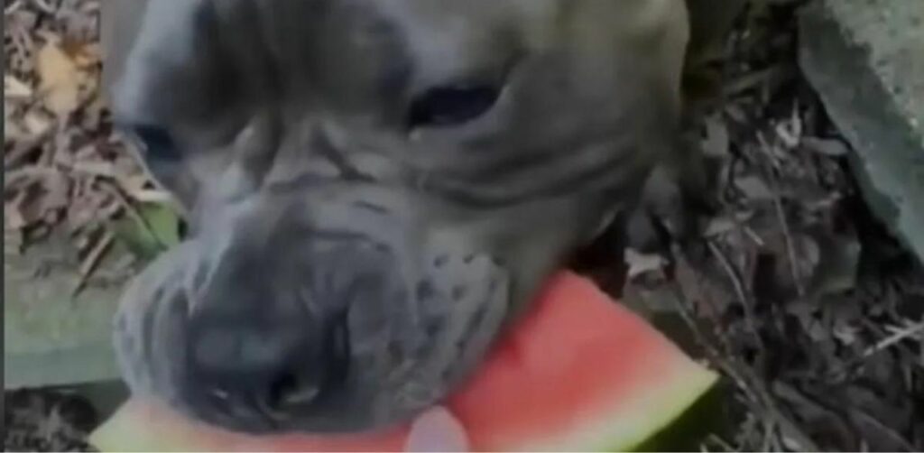 Dopo una grandissima delusione, il cucciolo di Pitbull Pork Roll ha trovato la felicità che tanto cercava (VIDEO)
