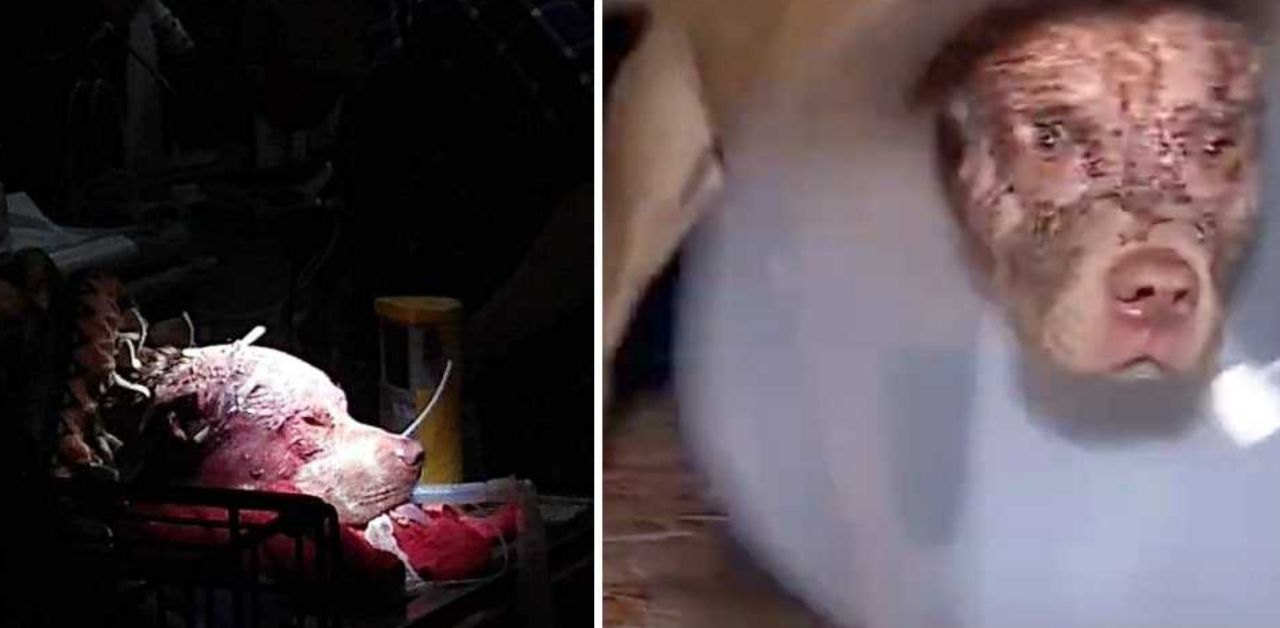 Un orso enorme trascina un Pitbull per la testa: vivo per miracolo