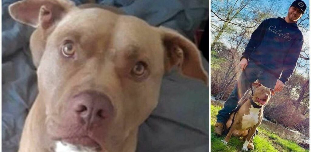 Un orso enorme trascina un Pitbull per la testa: vivo per miracolo