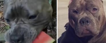 Dopo una grandissima delusione, il cucciolo di Pitbull Pork Roll ha trovato la felicità che tanto cercava (VIDEO)