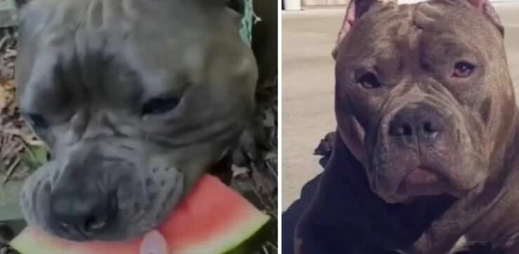 Dopo una grandissima delusione, il cucciolo di Pitbull Pork Roll ha trovato la felicità che tanto cercava (VIDEO)