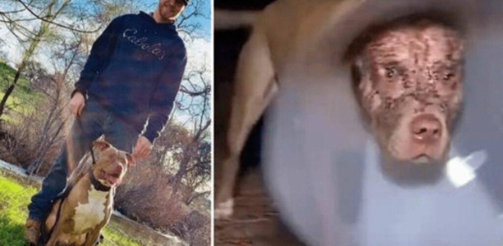 Un orso enorme trascina un Pitbull per la testa: vivo per miracolo