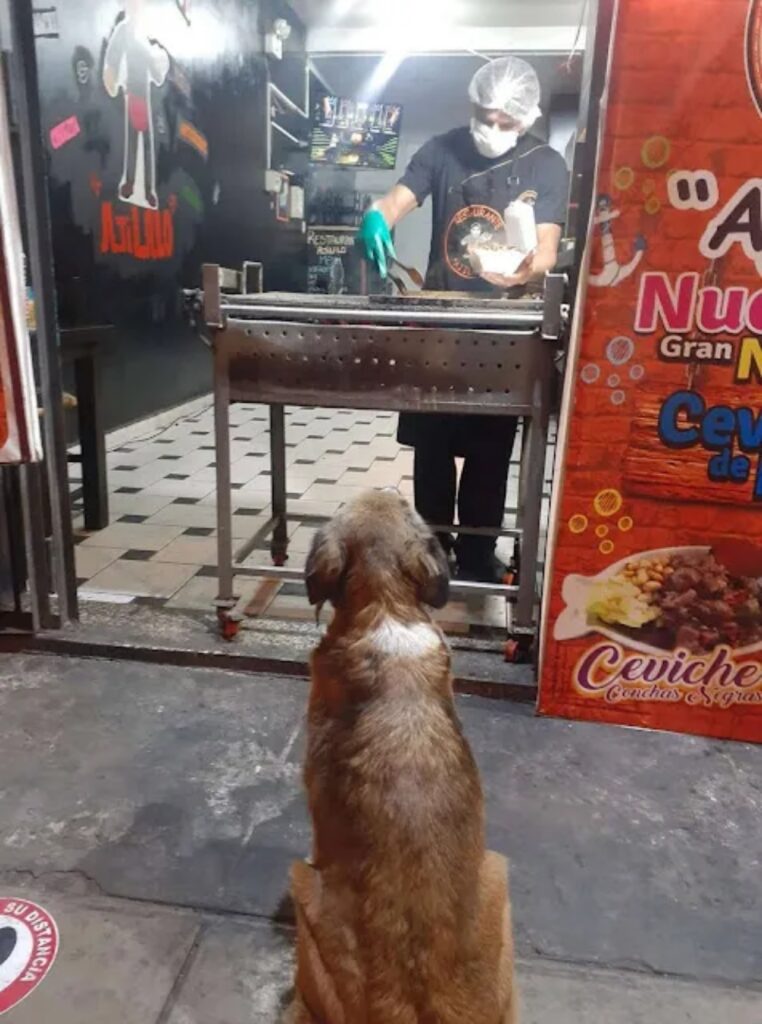 cani randagi osservano il ristoratore preparare il loro cibo