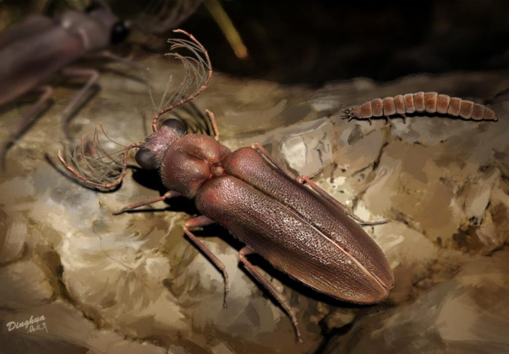 scarabeo bioluminescente