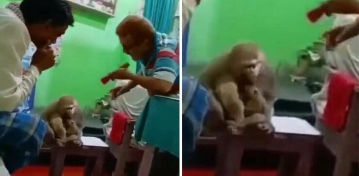 Questa scimmia ha portato da sola il suo cucciolo dal veterinario