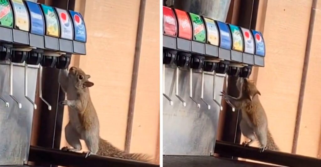 scoiattolo beve in due scene