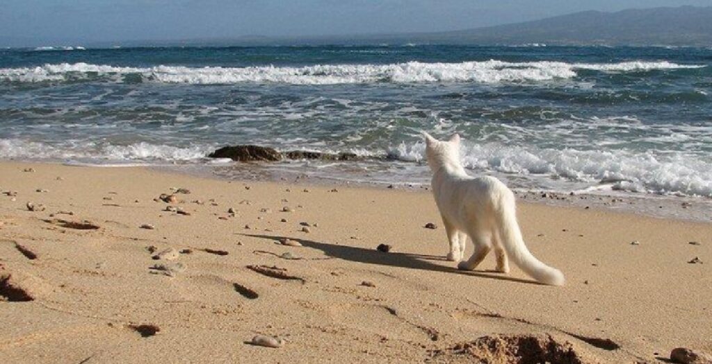 spiaggia dei gatti sardegna