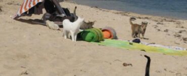 spiaggia gatti