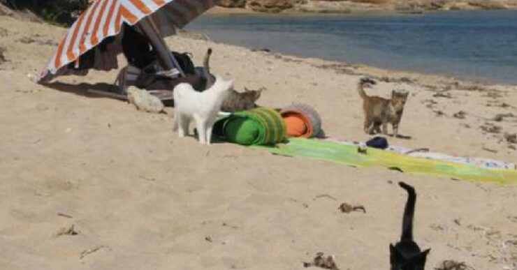 spiaggia gatti