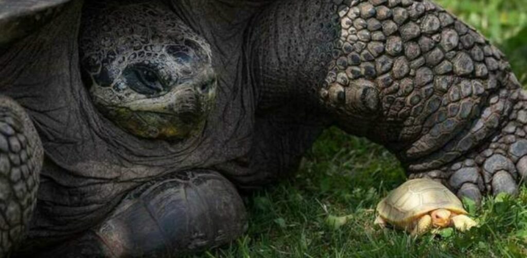 Nasce una tartaruga albina in un piccolo zoo svizzero