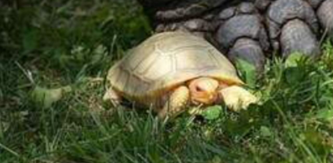Nasce una tartaruga albina in un piccolo zoo svizzero