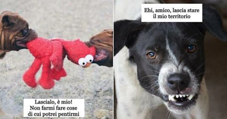 tipi aggressione canina