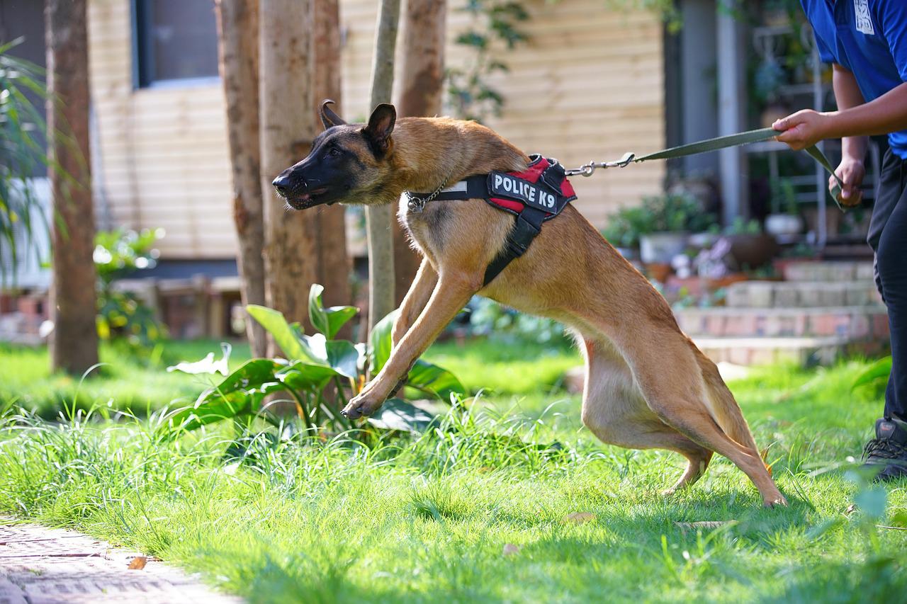 tipi aggressione canina