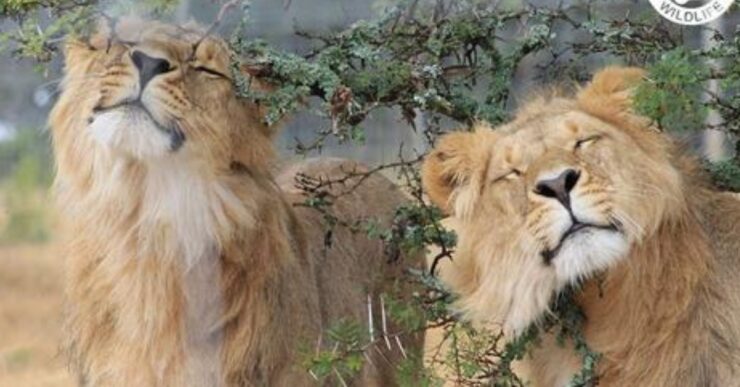 leoni e tigre dello zoo