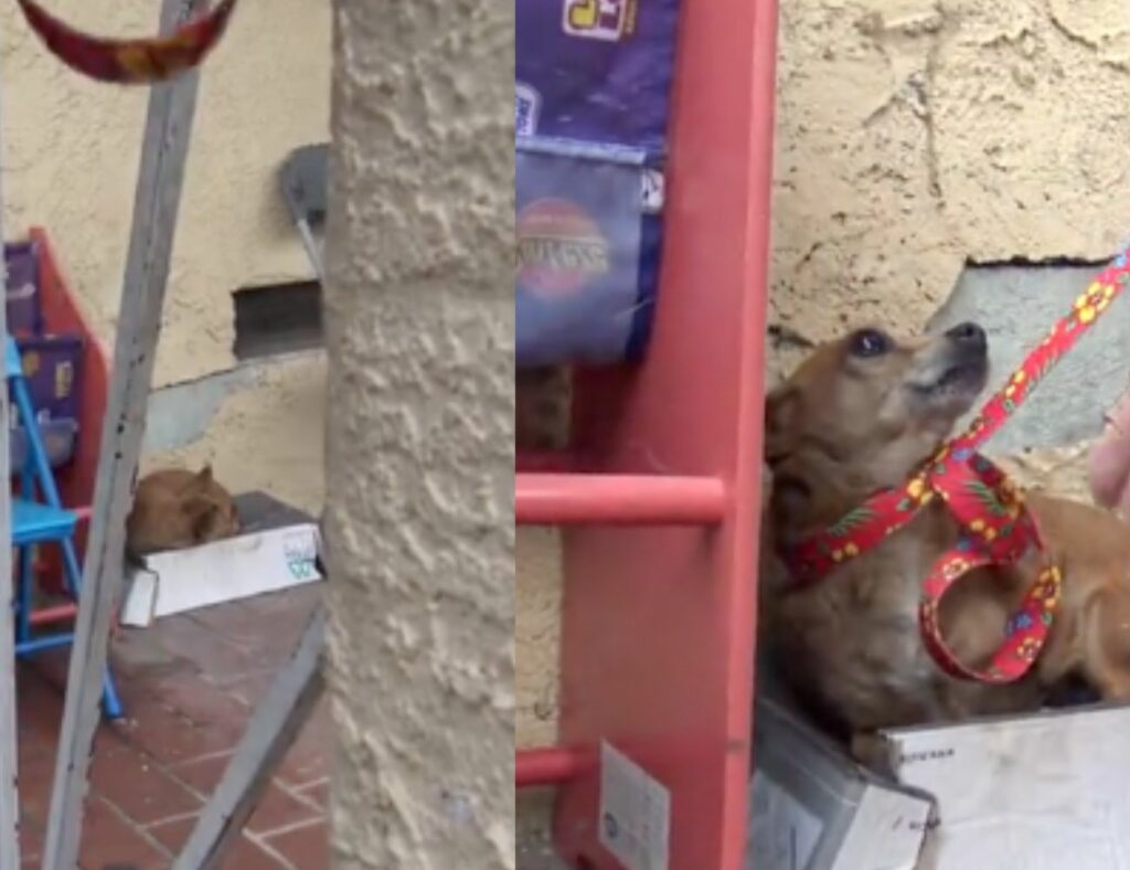 Cucciola Chihuahua che dorme in una scatola di scarpe