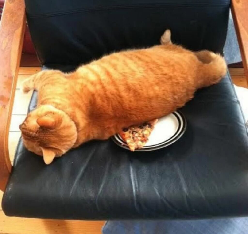 gatto rosso dorme su pizza 