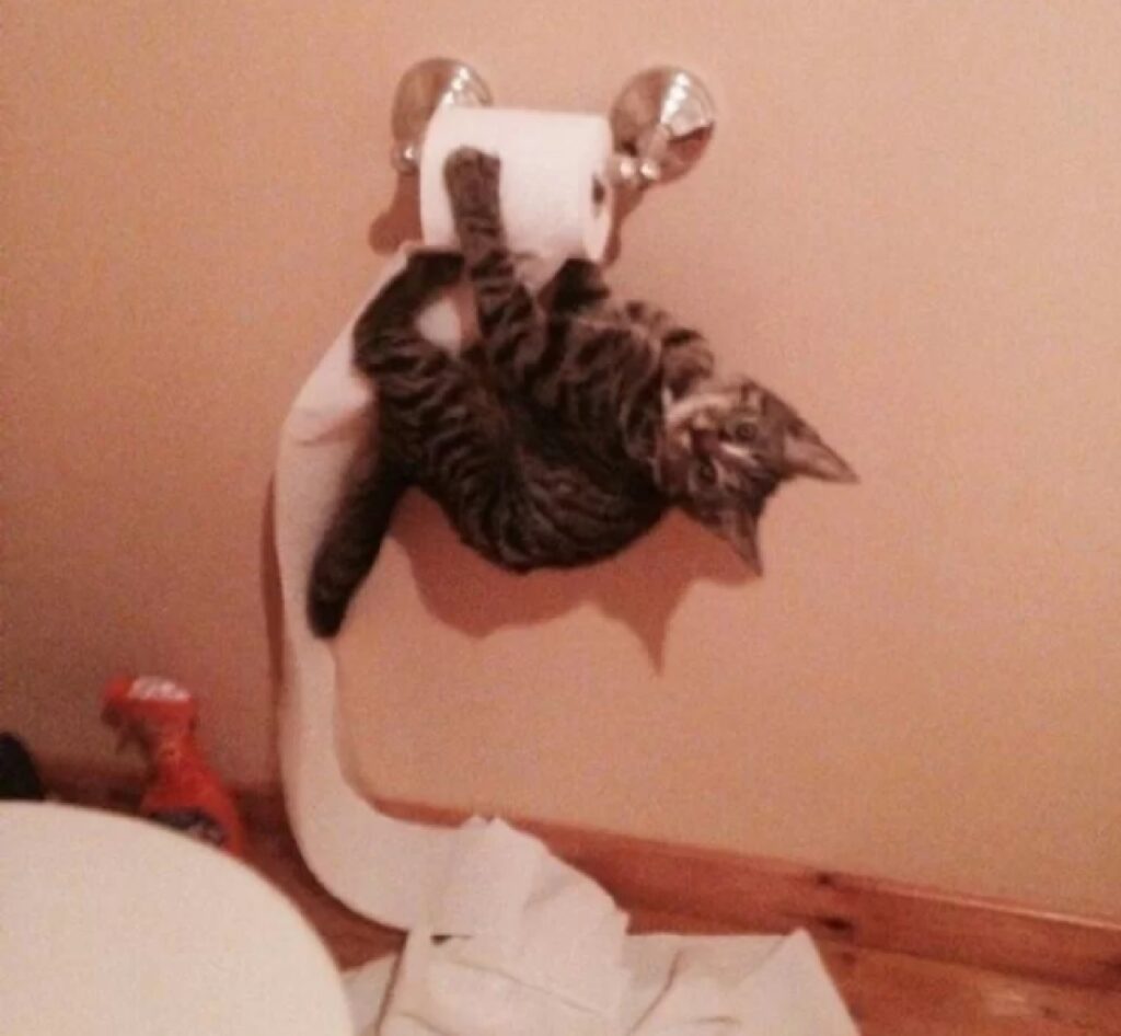 gatto srotola carta igienica 
