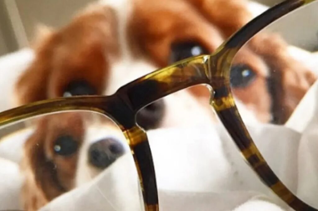 cane occhiali di fronte 