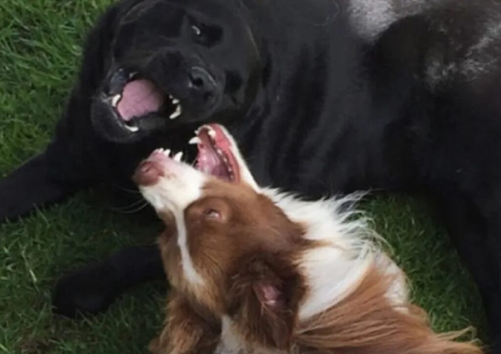 cani giocano con bocche aperte 