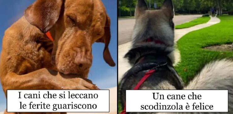 dicerie sui cani che in molti pensano siano vere