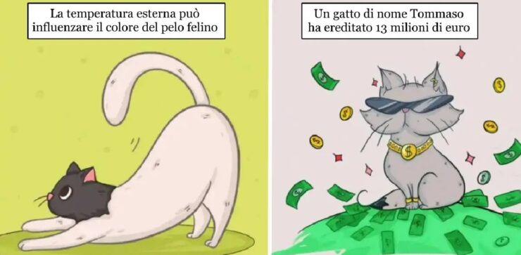 gatti che ci fanno comprendere nuove cose