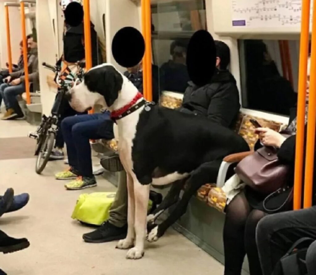 cane seduto nella metro