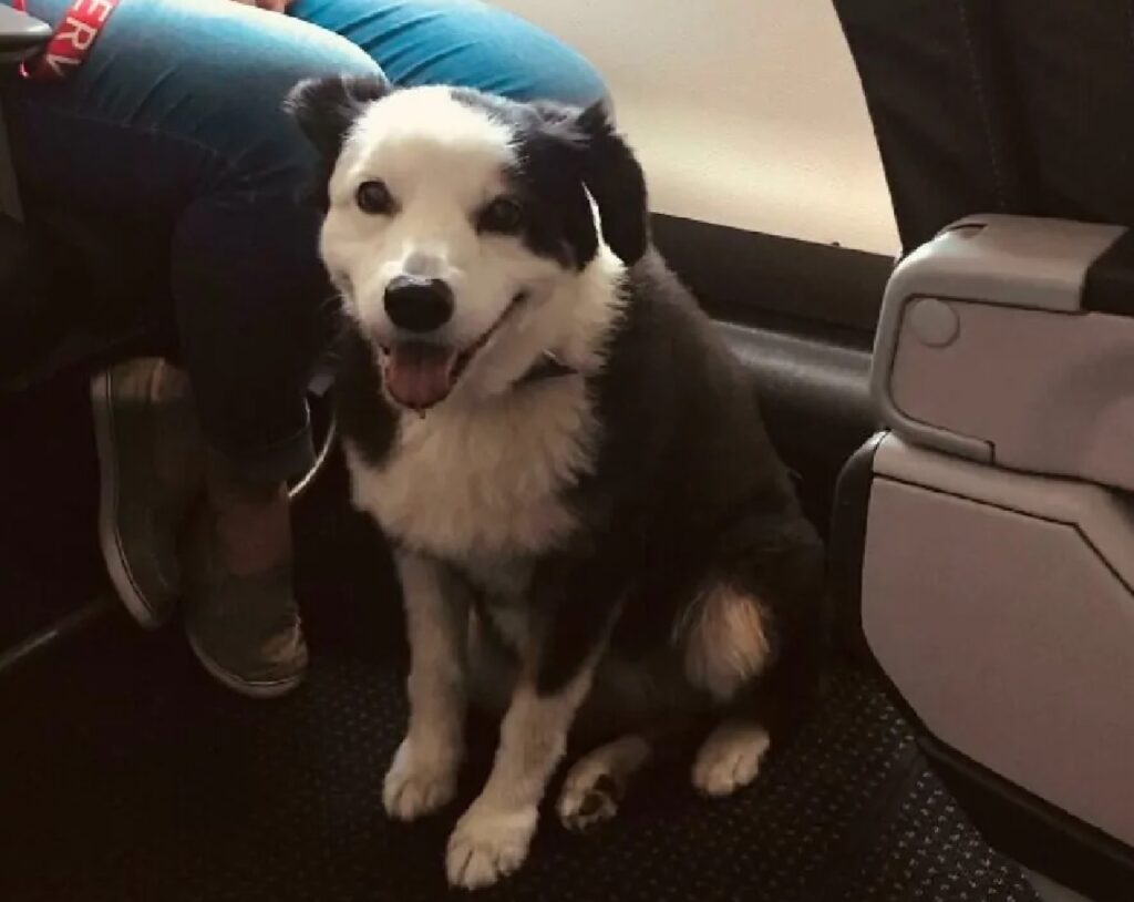 cane pelo bianco e nero