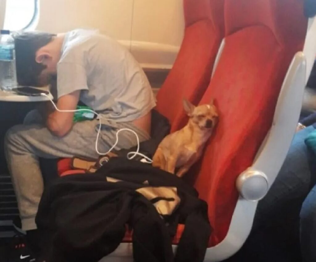cagnolino dorme con proprietario