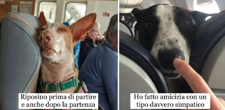 cani che vogliono vedere il mondo