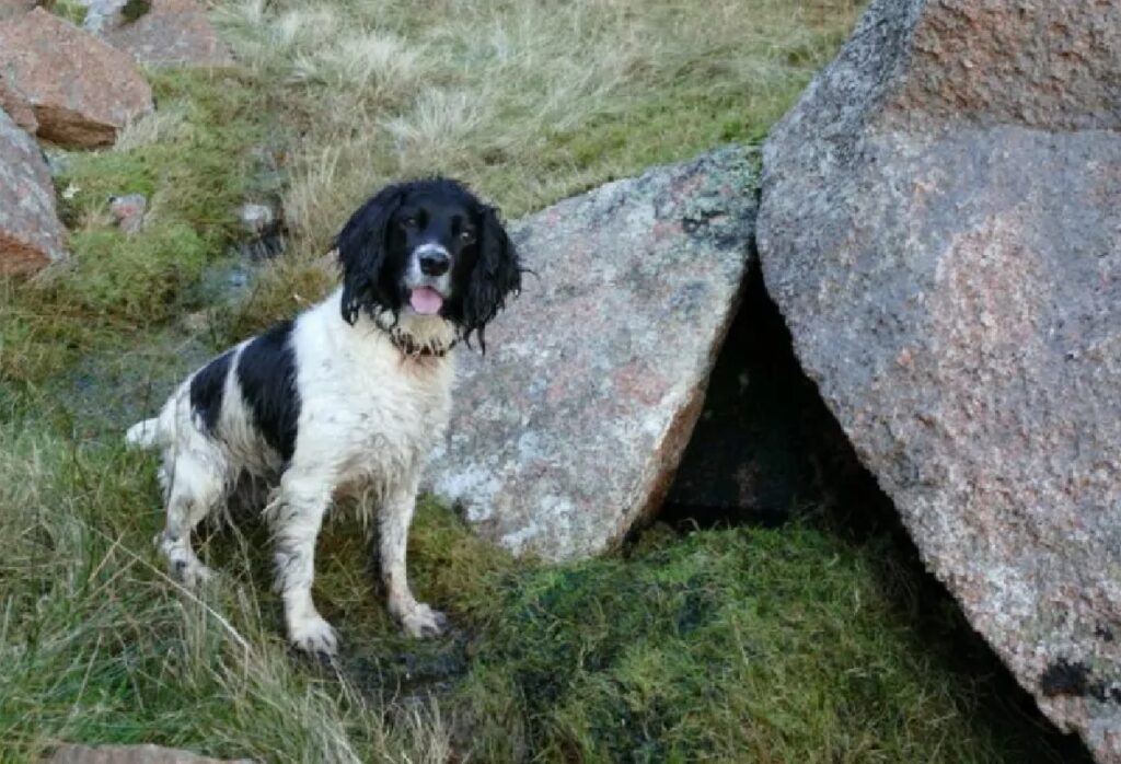 cane tra le rocce in montagna 