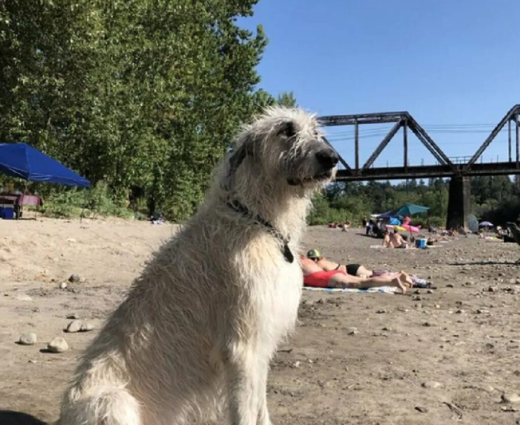 cane sulla spiaggia 