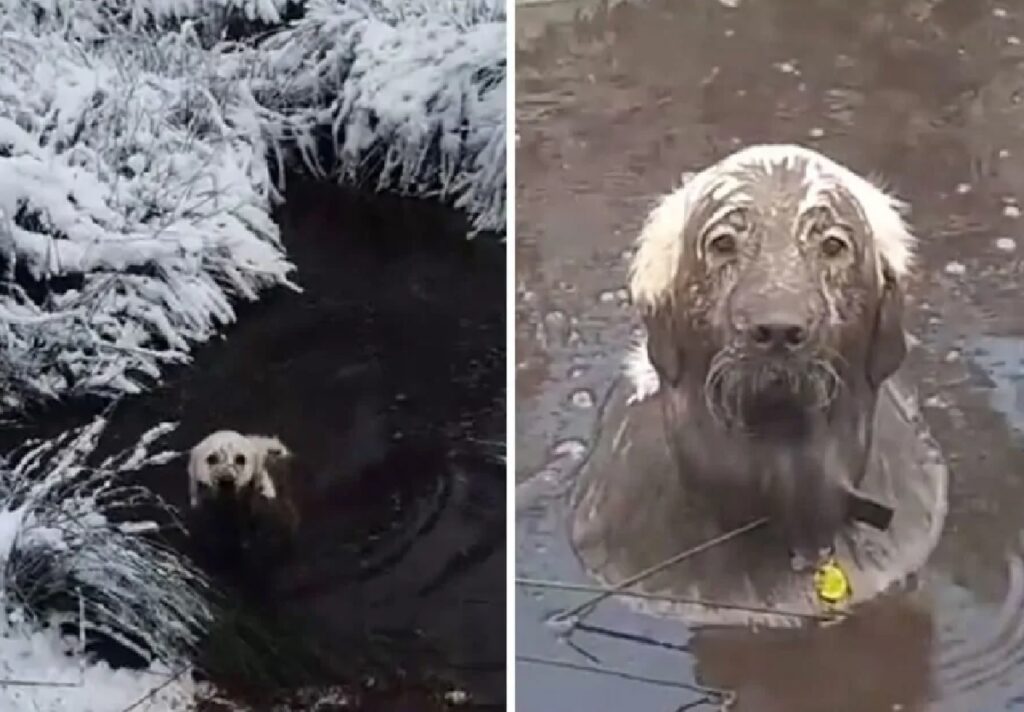 cane nella pozza di fango