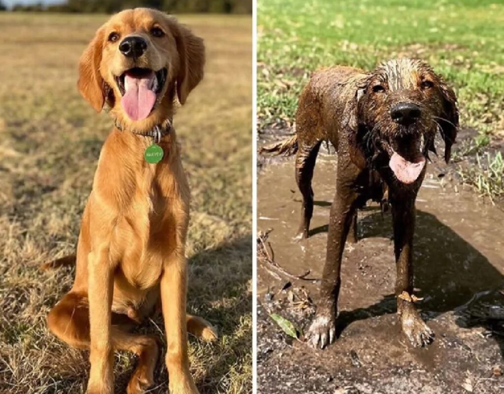 cagnolino prima e dopo bagno fango