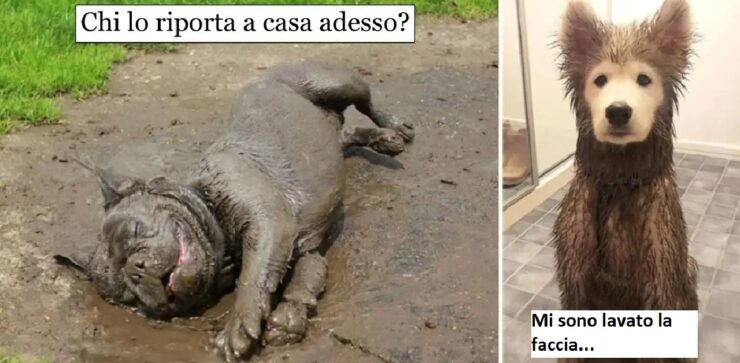 cani che diventano folli a contatto col fango
