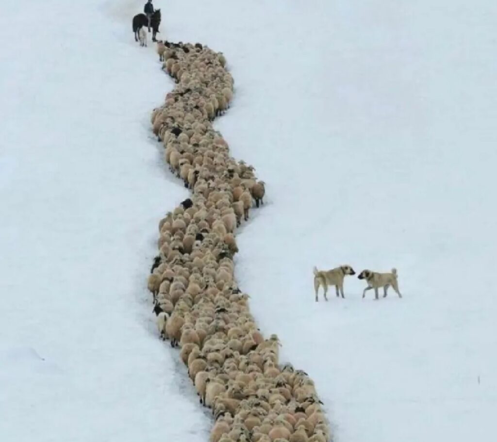 cani pastori del gregge 